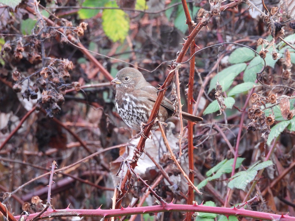 strnadec kaštanový - ML646791159