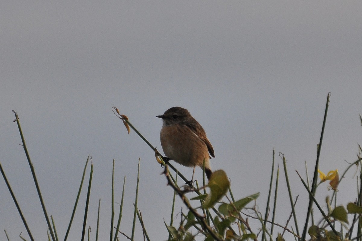 Черноголовый чекан - ML646791160