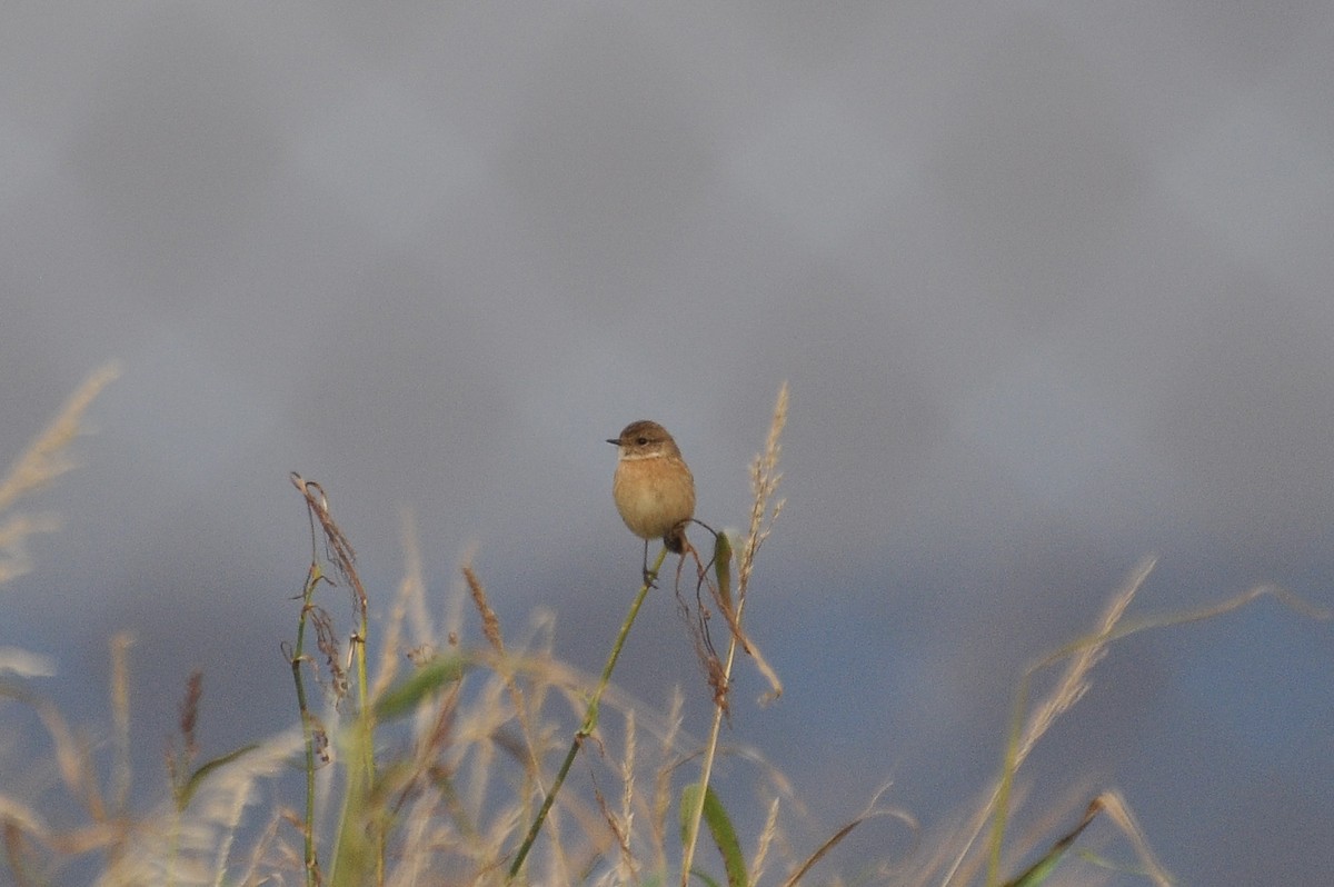 Черноголовый чекан - ML646791161