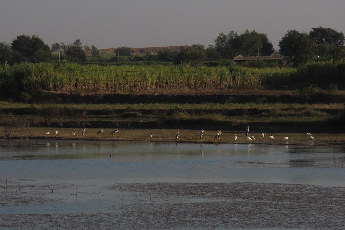 Painted Stork - ML646791163