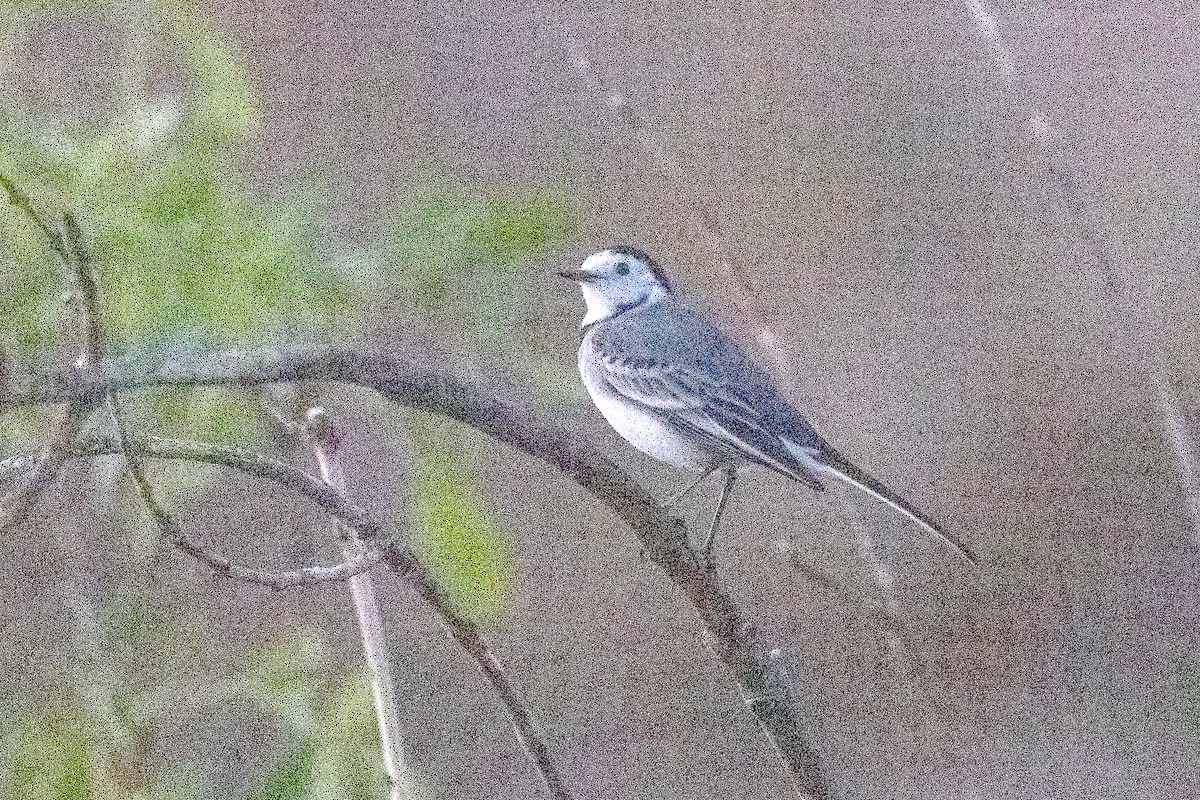 Плиска біла - ML646791164