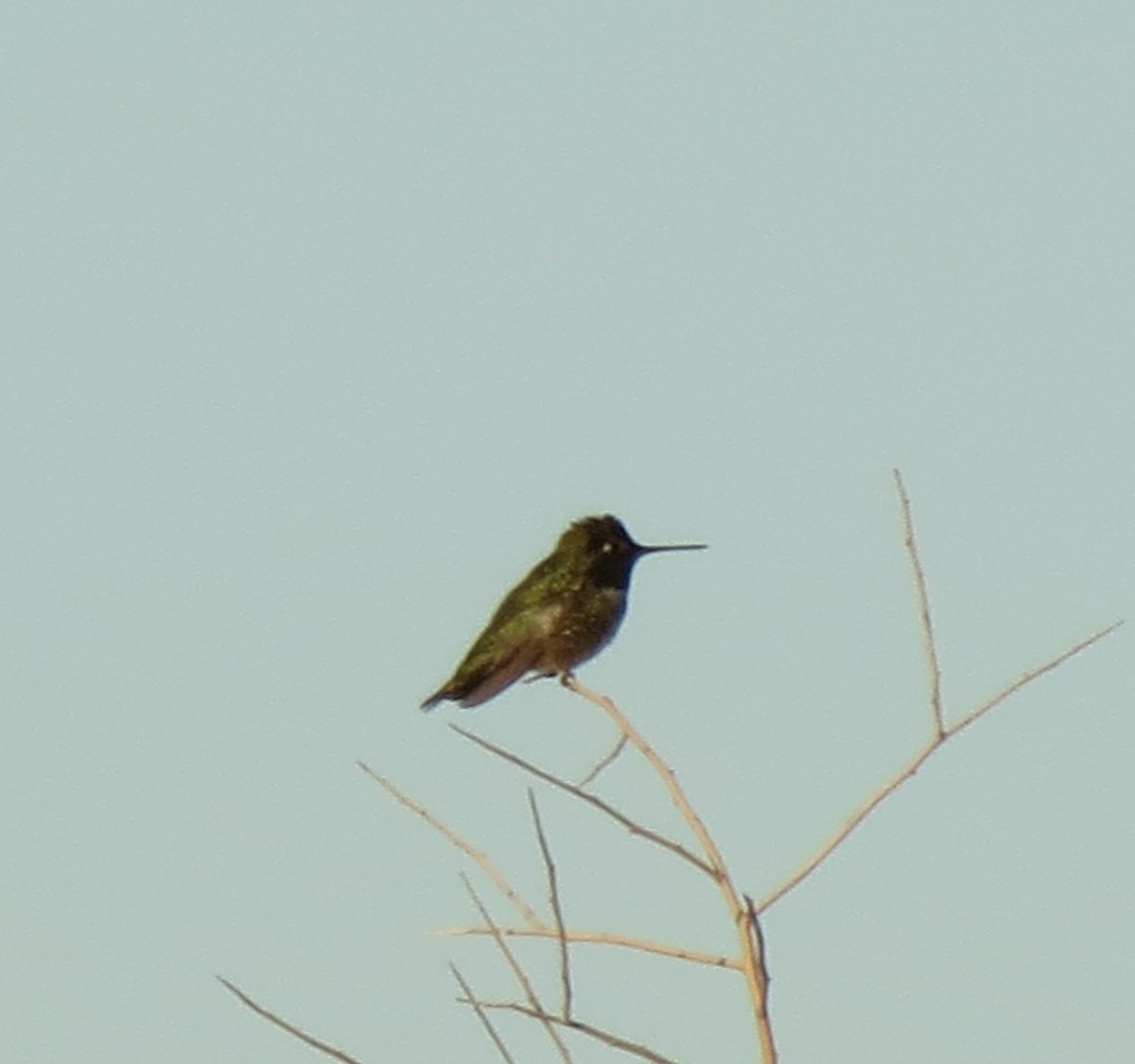 Colibri d'Anna - ML646791165