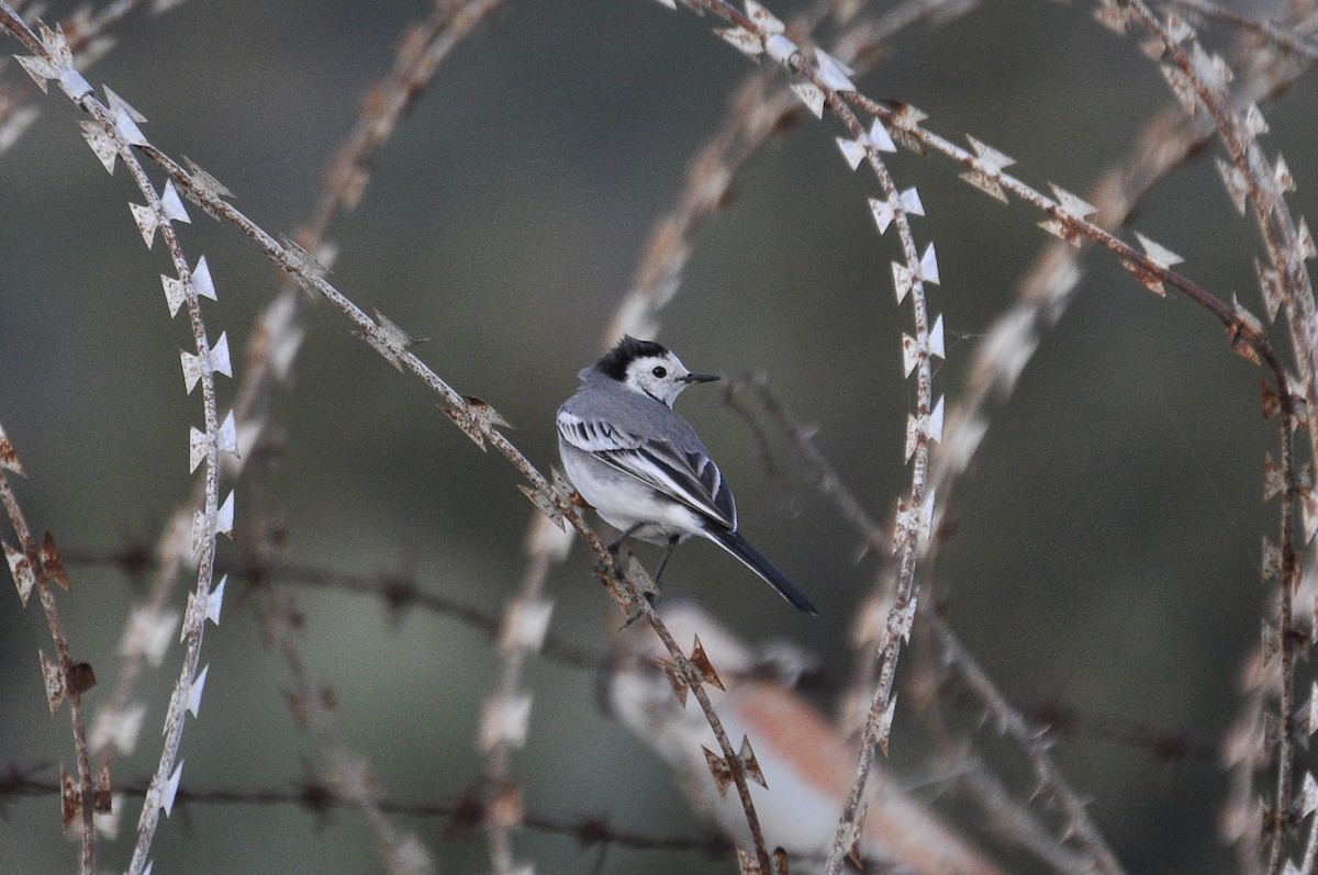 Белая трясогузка - ML646791168