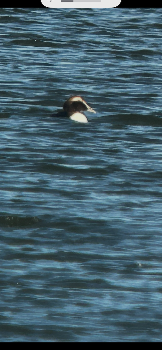 Гага - ML646791170