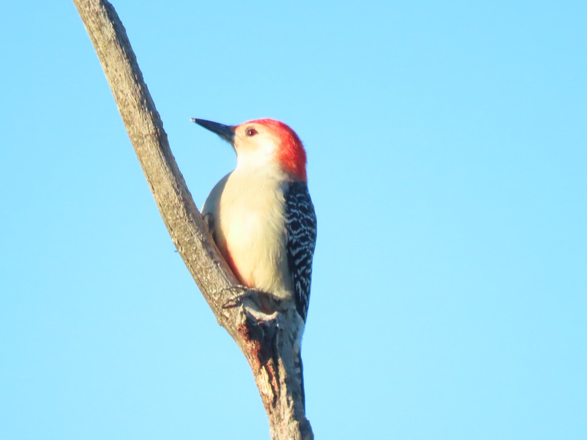 datel karolínský - ML646791171