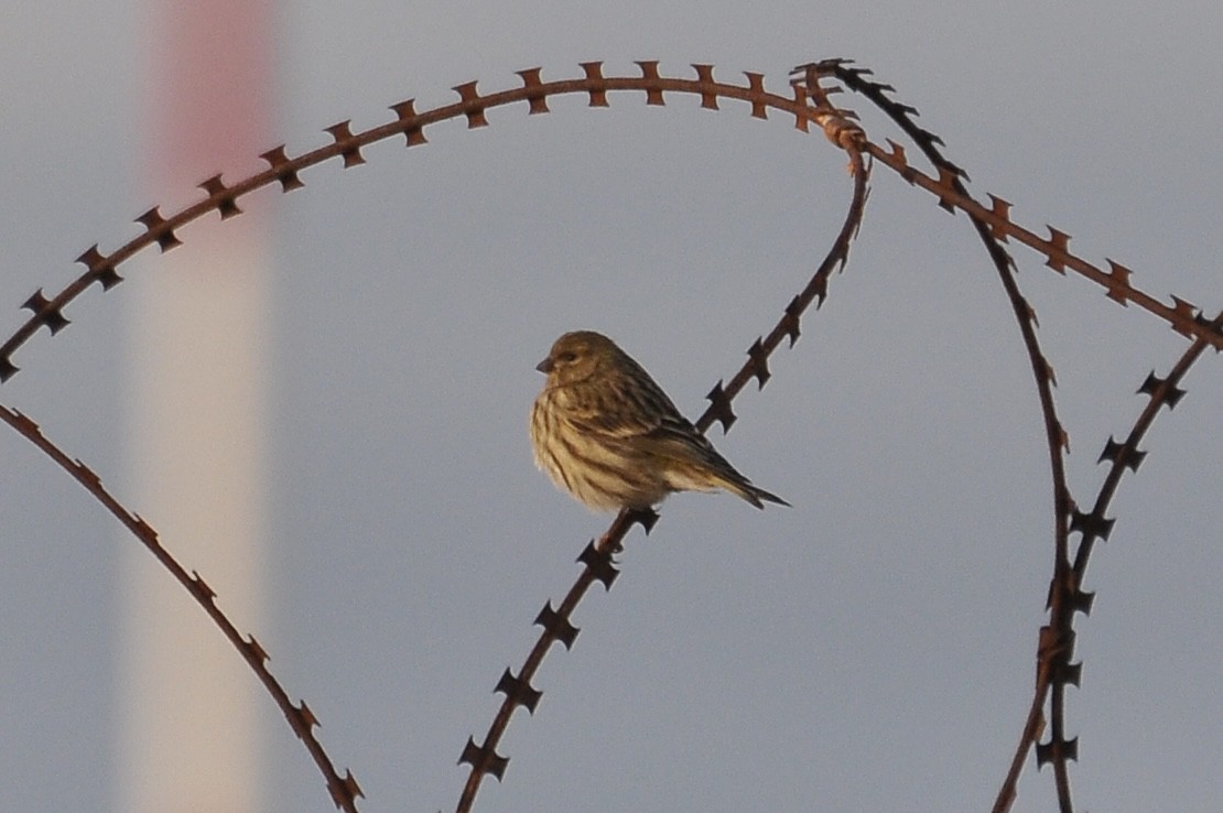 Европейский вьюрок - ML646791172