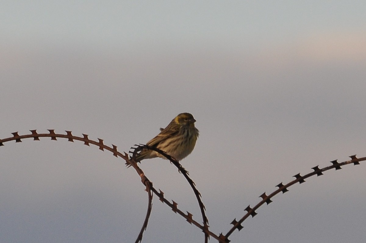 Европейский вьюрок - ML646791173