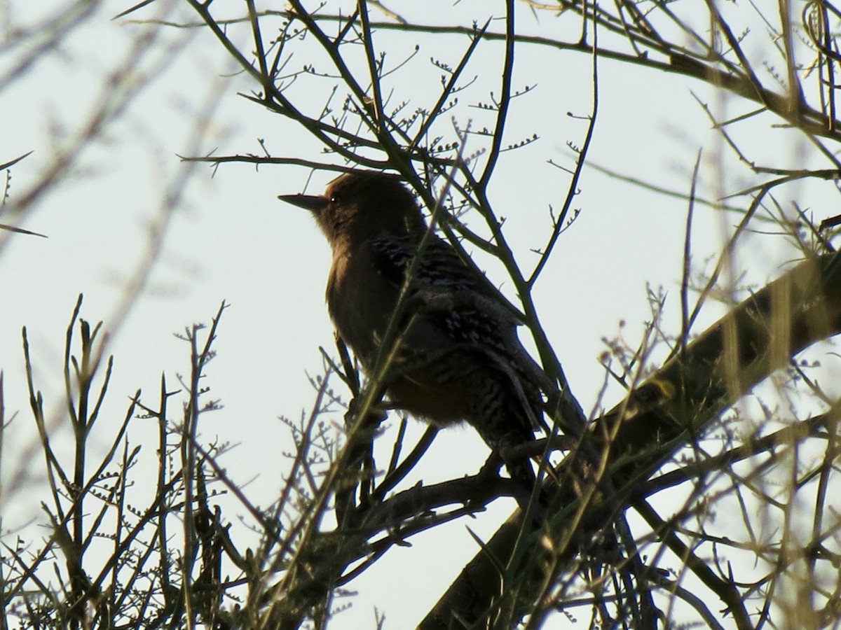 Pic des saguaros - ML646791175