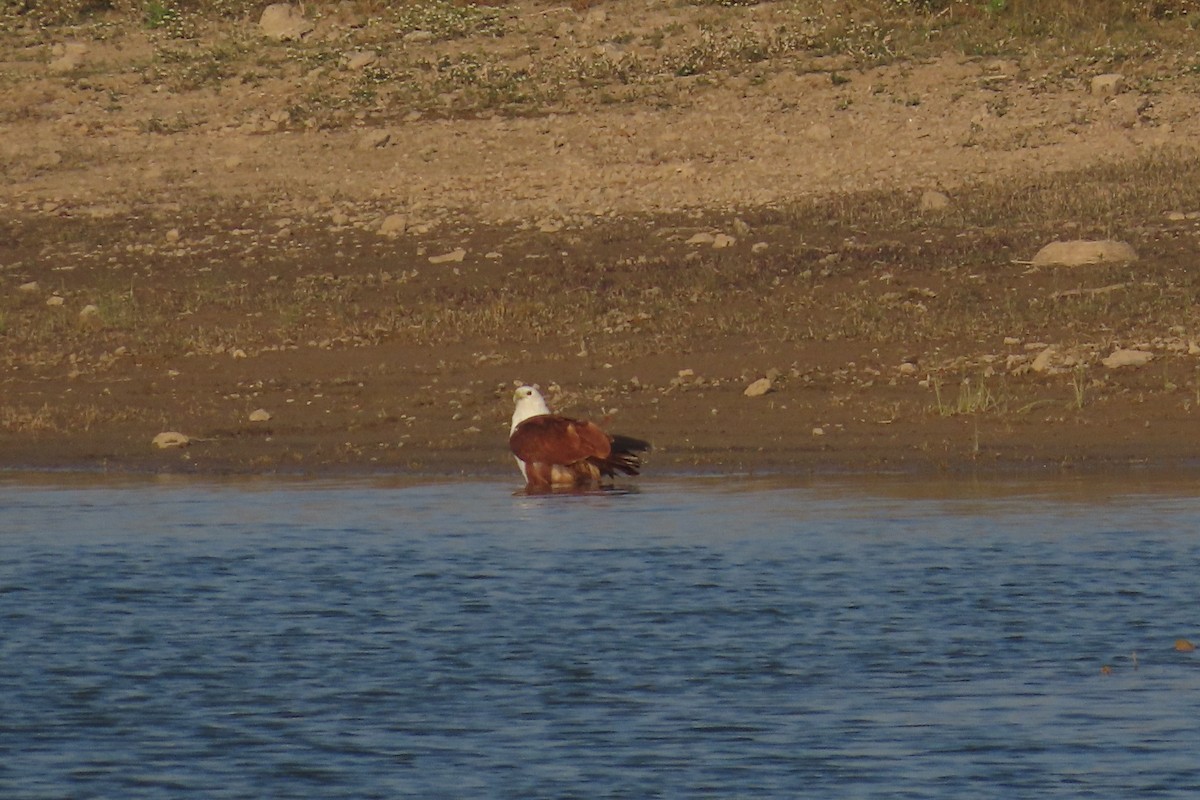 Brahminy Kite - ML646791178