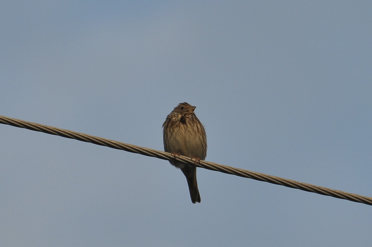 Просянка - ML646791181