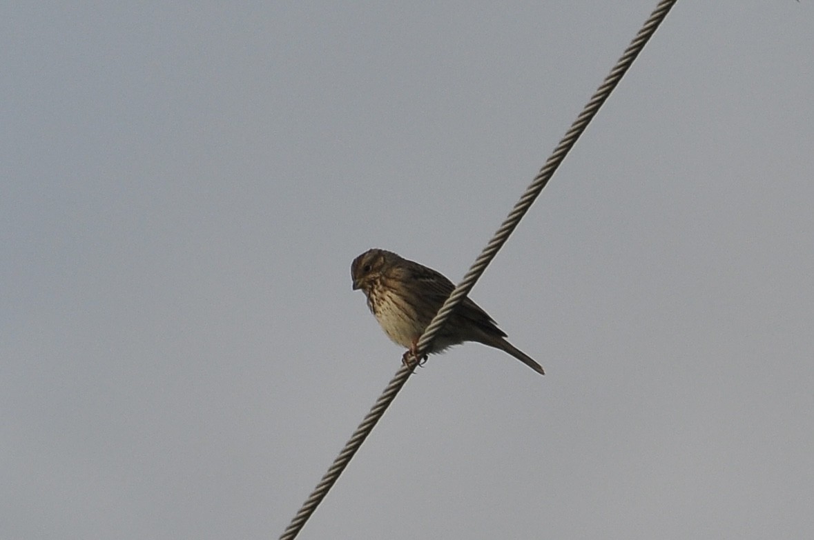 Просянка - ML646791182