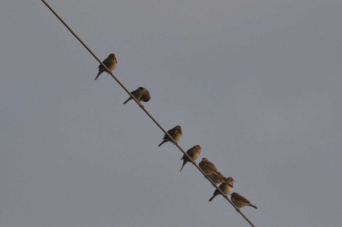 Просянка - ML646791183