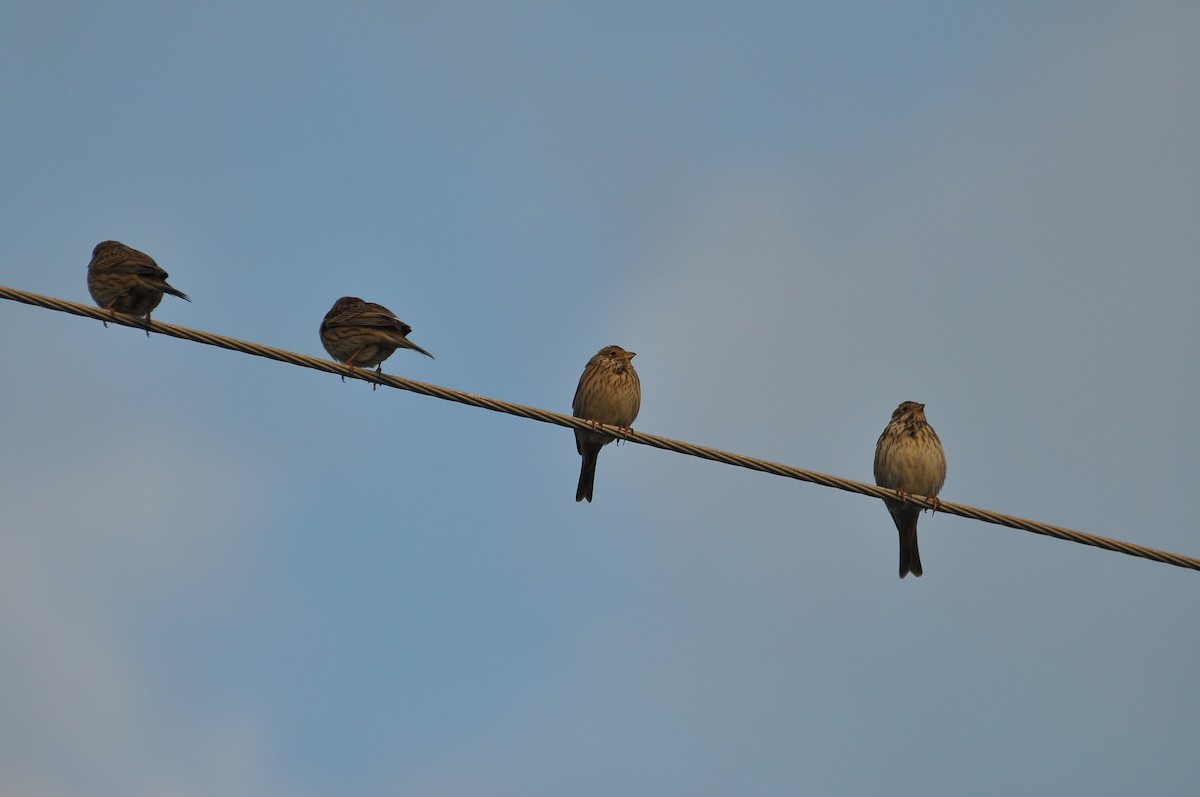 Просянка - ML646791184