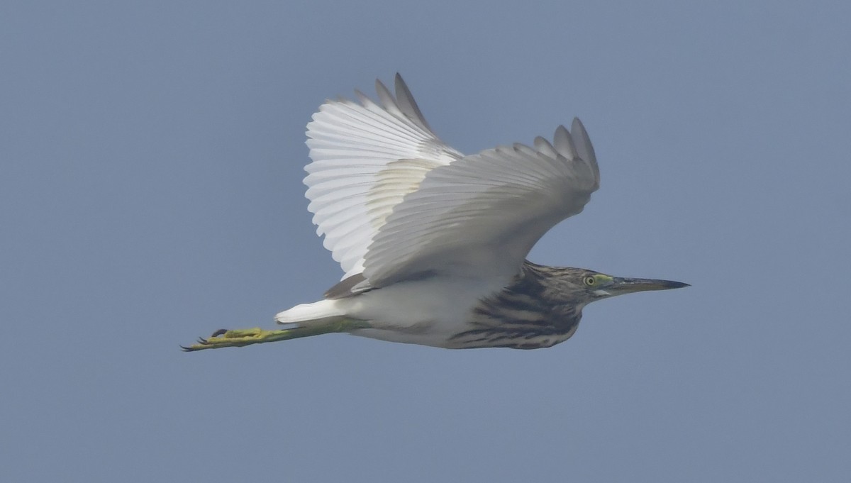 Indian Pond-Heron - ML646791187