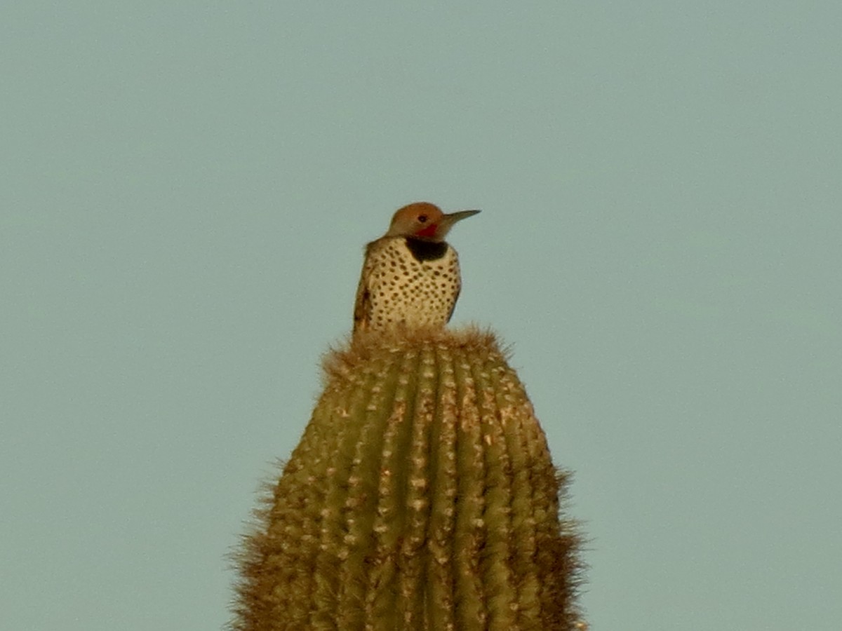 Pic chrysoïde - ML646791189