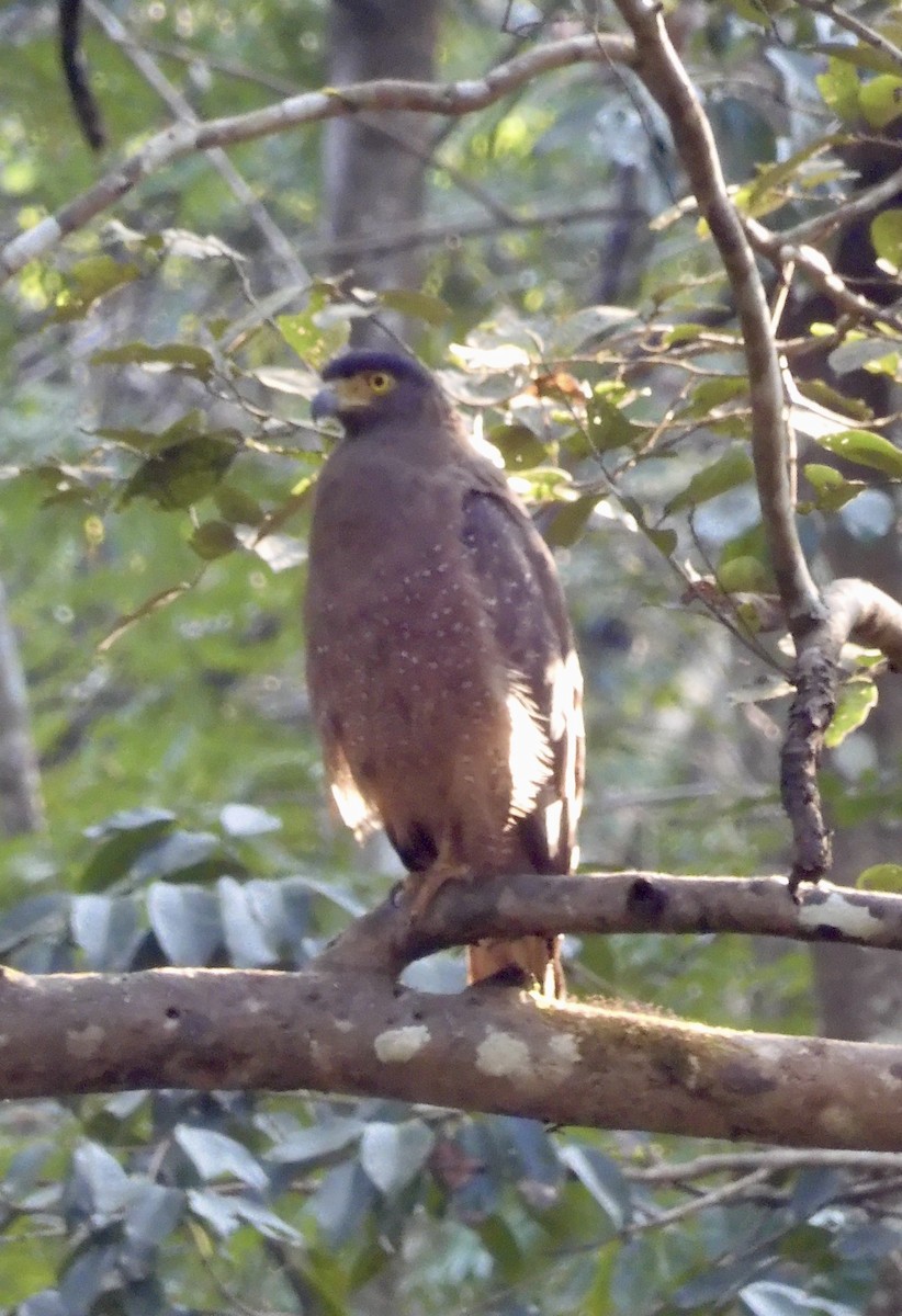 Crested Serpent-Eagle - ML646791194