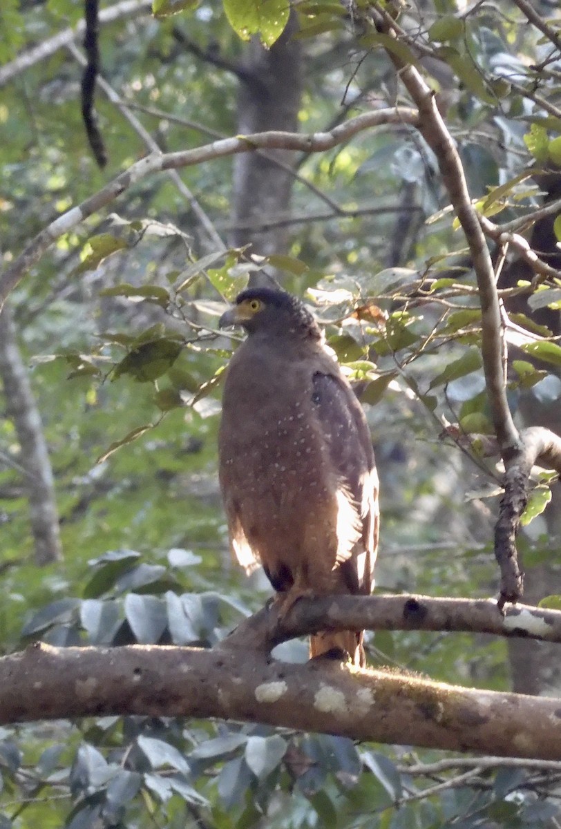 Crested Serpent-Eagle - ML646791196