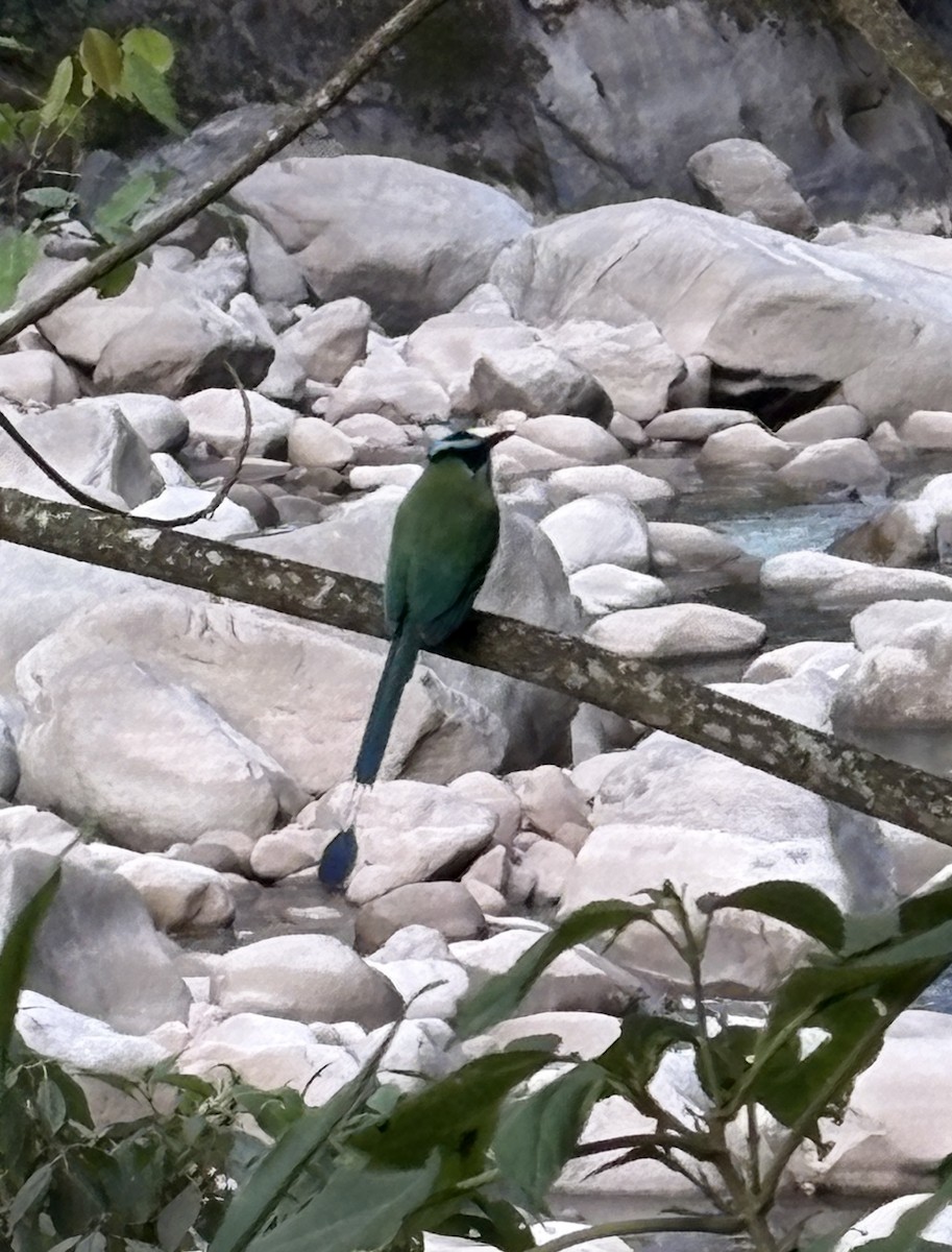 Andean Motmot - ML646791198