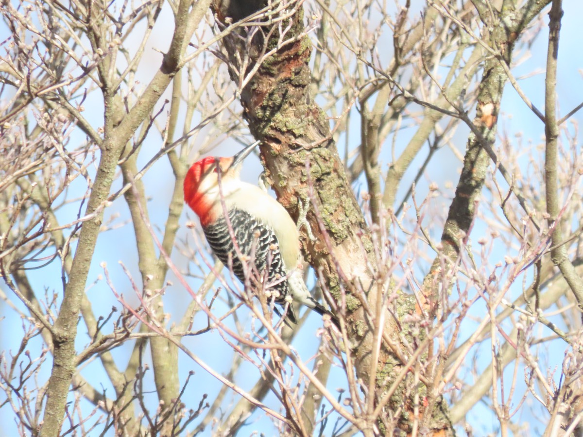 datel karolínský - ML646791199