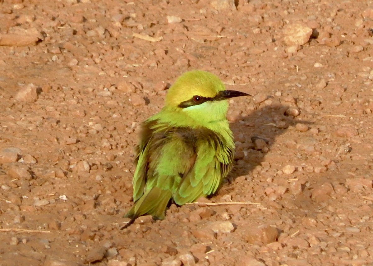 Asian Green Bee-eater - ML646791203