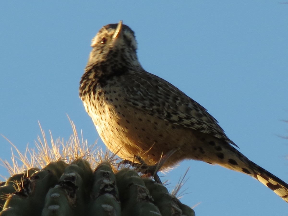 Troglodyte des cactus - ML646791209