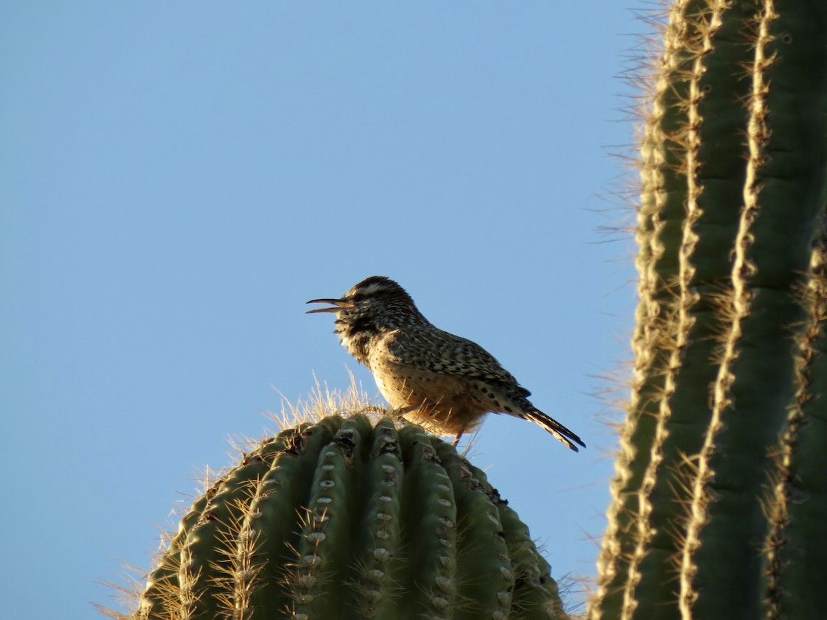 Troglodyte des cactus - ML646791210
