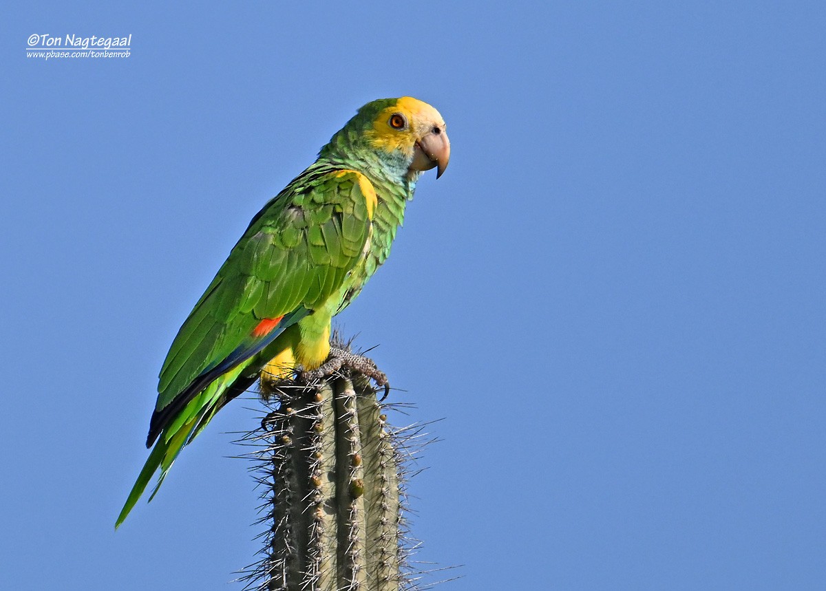 Yellow-shouldered Amazon - ML646791211