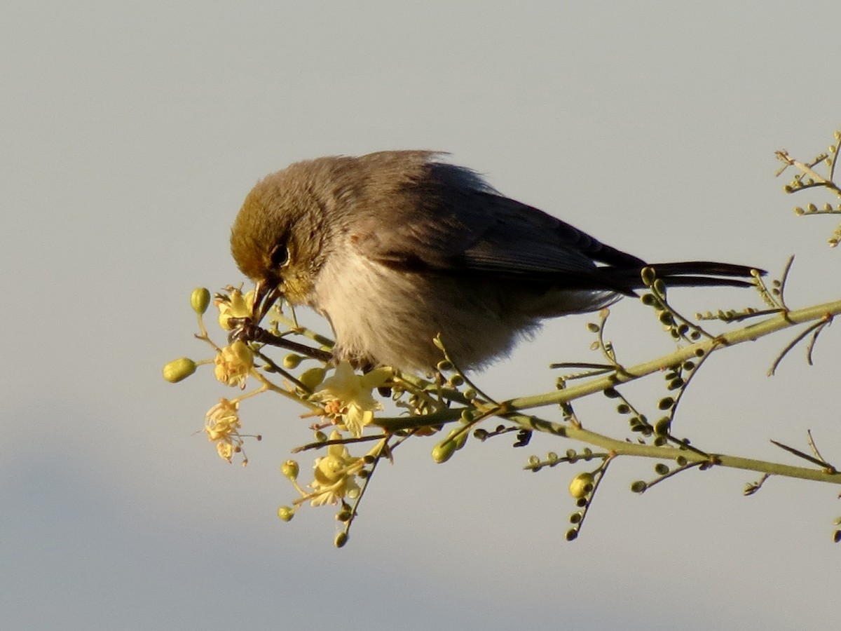 Auripare verdin - ML646791219