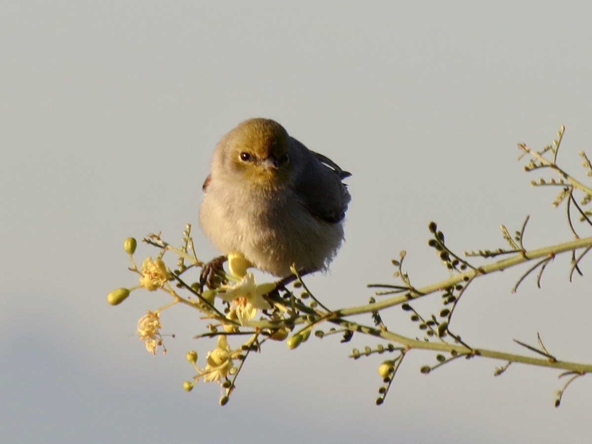 Auripare verdin - ML646791220