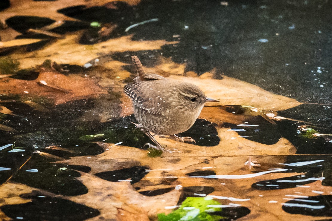 Winter Wren - ML646791222