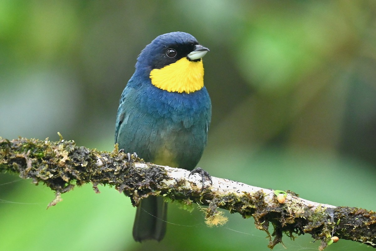 Purplish-mantled Tanager - ML646791223