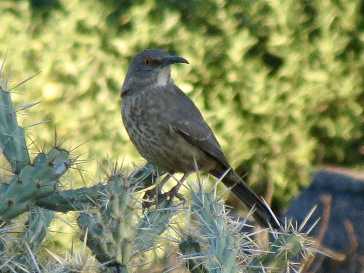 Moqueur à bec courbe - ML646791224
