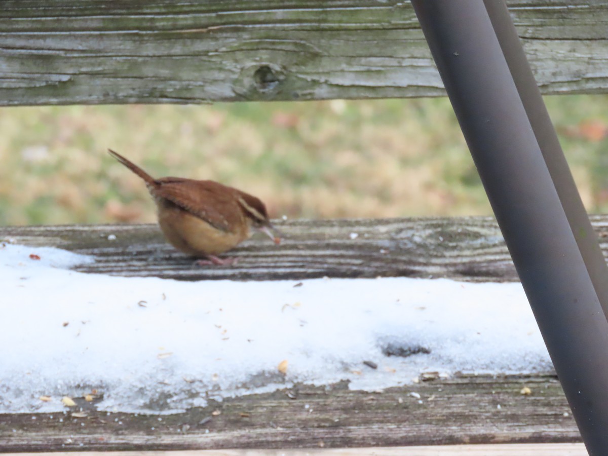 střízlík karolínský - ML646791226