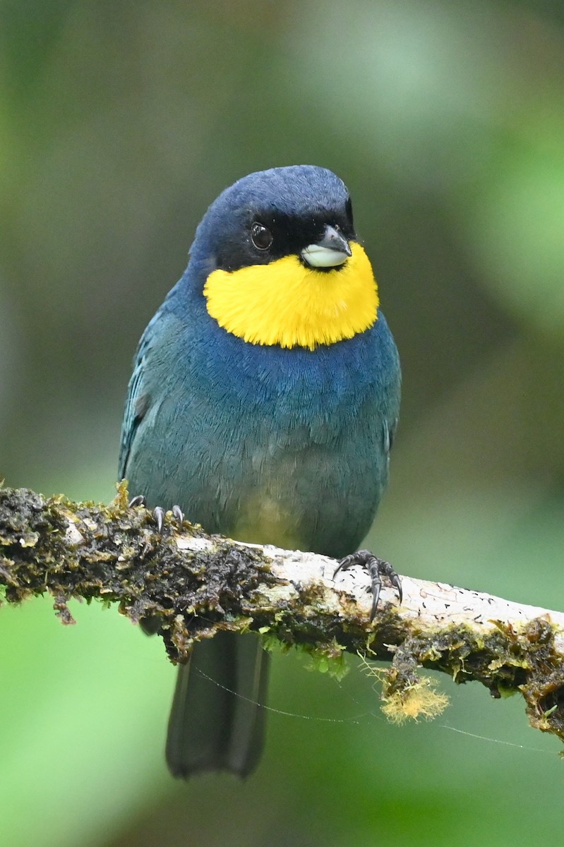 Purplish-mantled Tanager - ML646791227