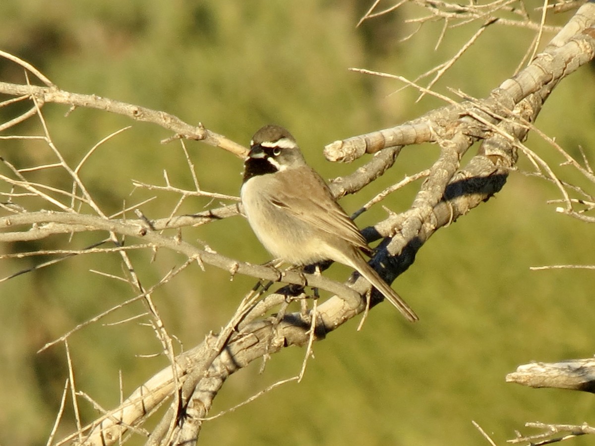 Bruant à gorge noire - ML646791228