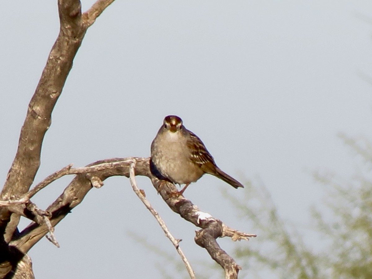 Bruant à couronne blanche - ML646791230