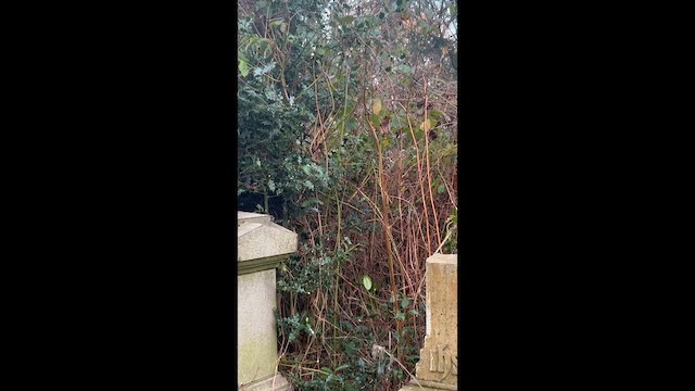 Синиця довгохвоста - ML646791236