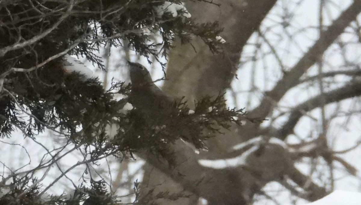 Горный кларино - ML646791237