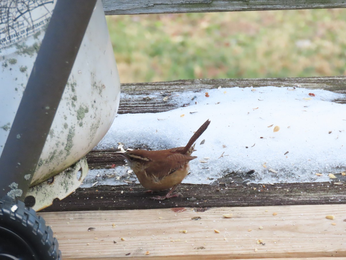 střízlík karolínský - ML646791238