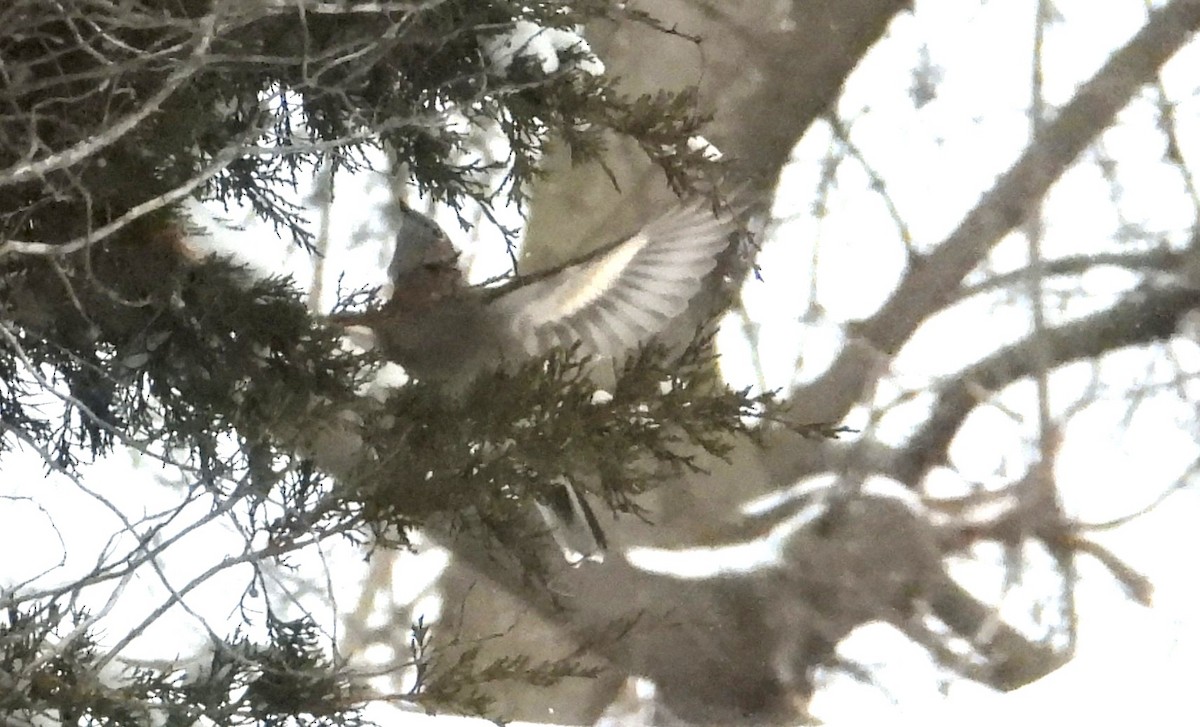 Горный кларино - ML646791242