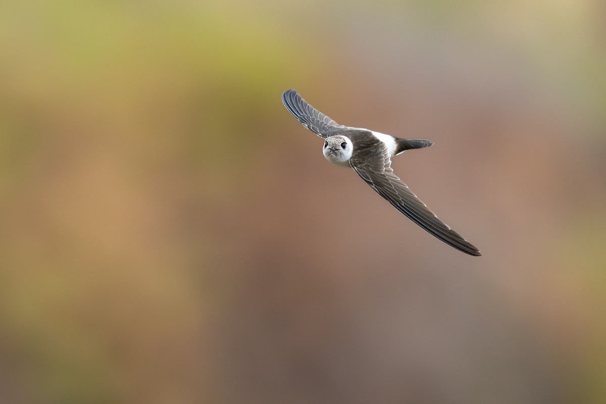 Andean Swift - ML646791244