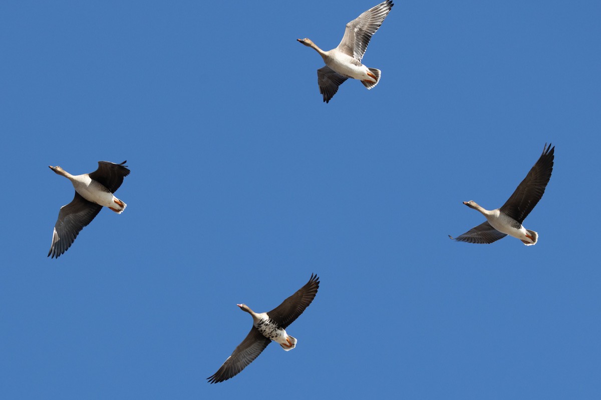 Tundra Bean-Goose - ML646791245