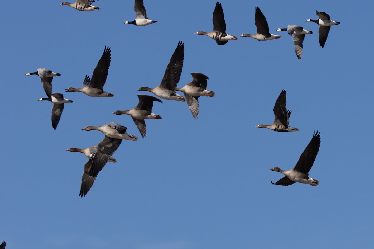 Tundra Bean-Goose - ML646791246