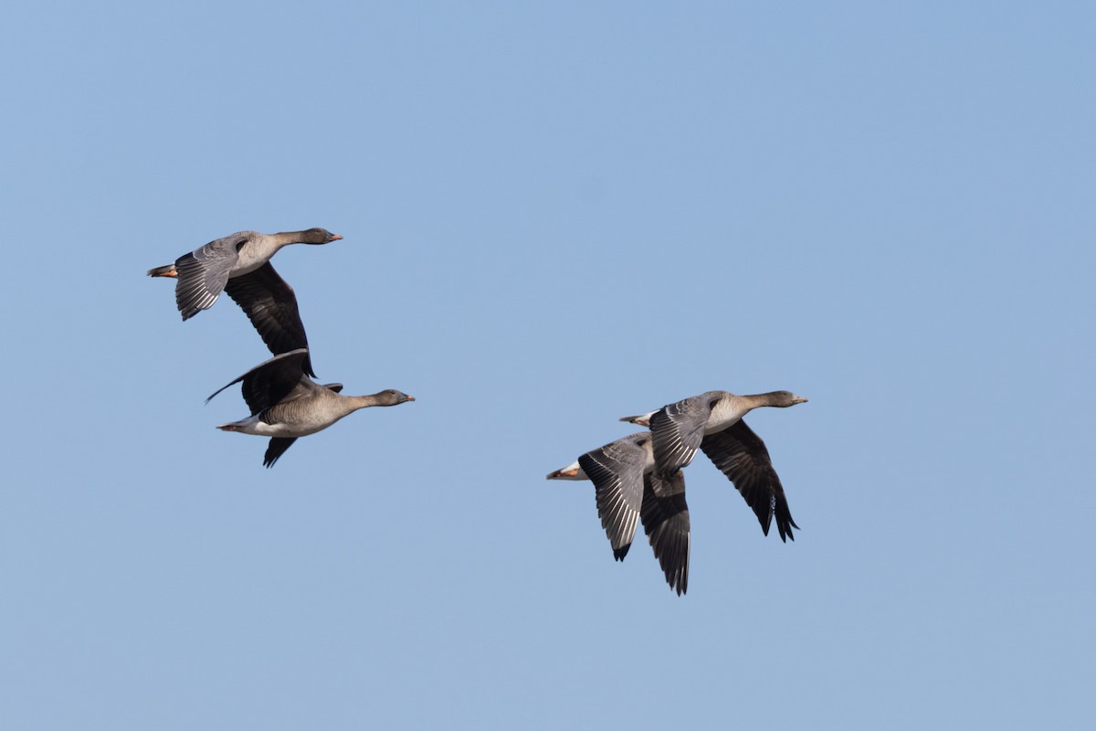 Tundra Bean-Goose - ML646791247