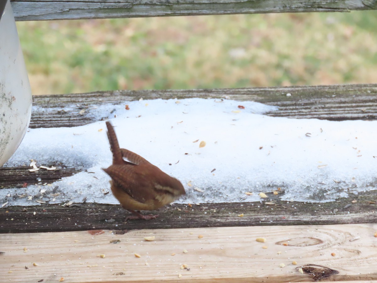 střízlík karolínský - ML646791249