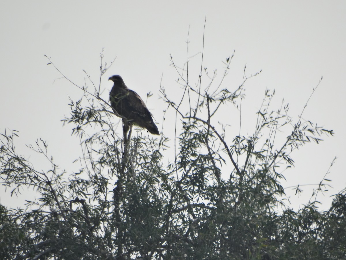 Tawny Eagle - ML646791250