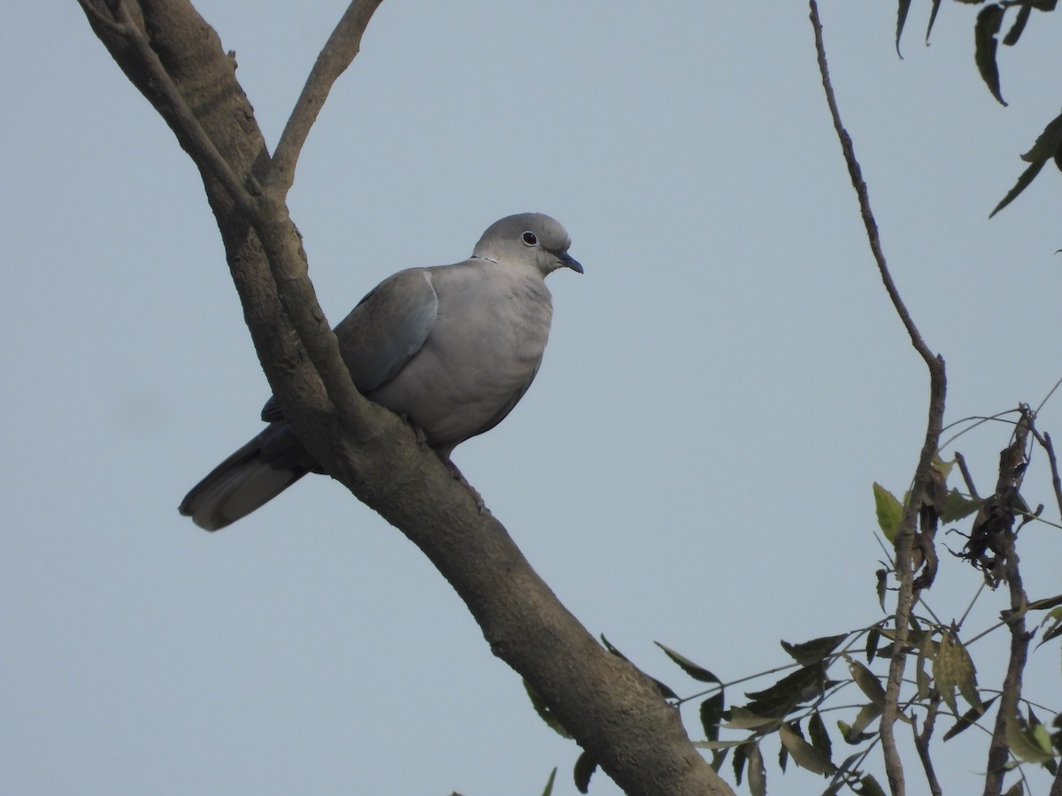 Буулгат хүүрзгэнэ - ML646791251