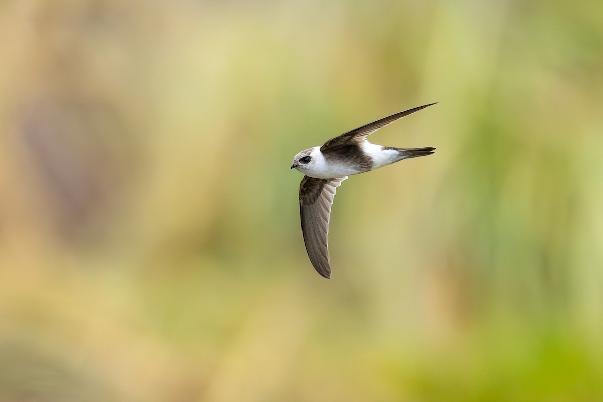 Andean Swift - ML646791252