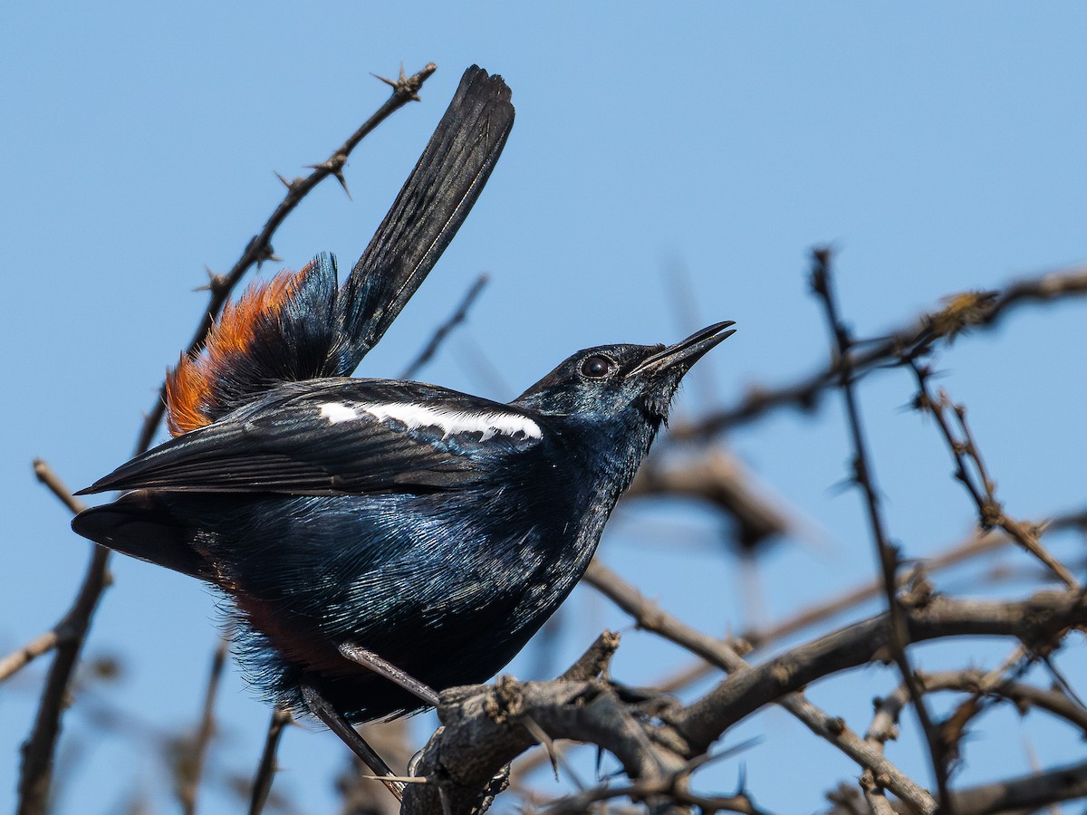 Indian Robin - ML646791254