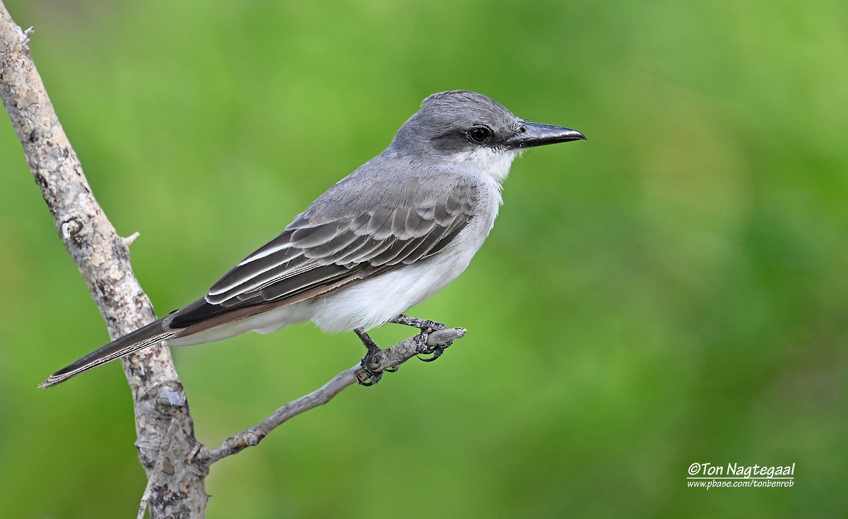 Gray Kingbird - ML646791255